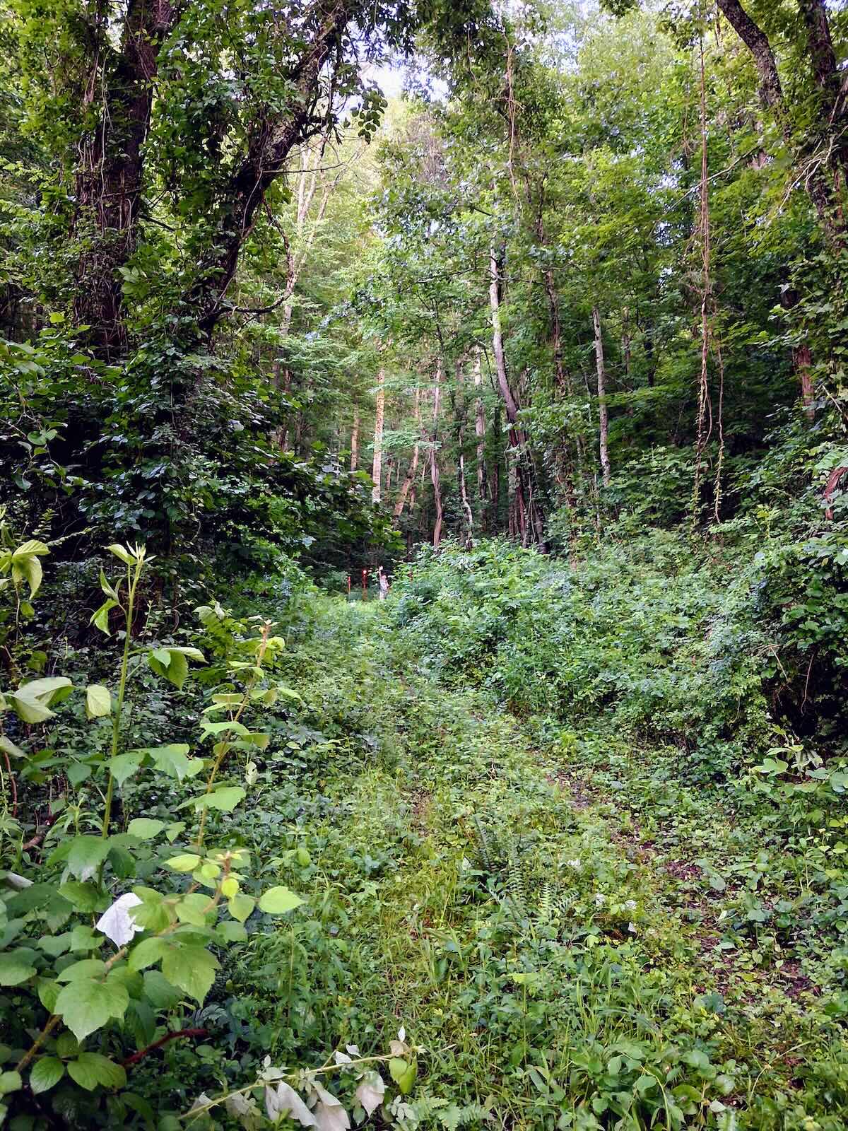 View of the cleared primitive campsite